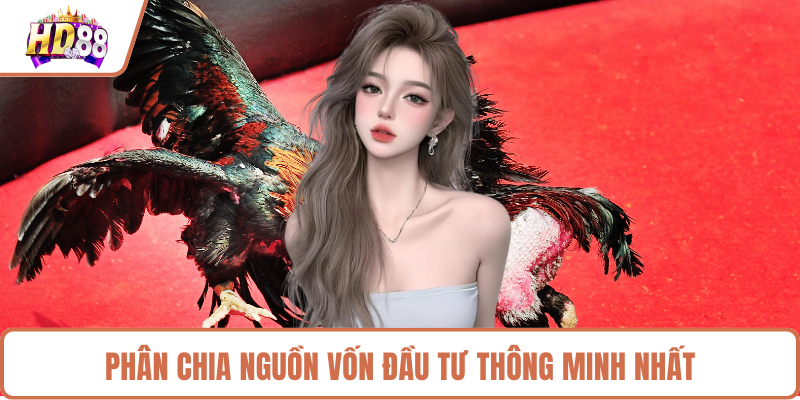 Đá Gà HD88 Mang Đến Những Trận Đấu Đỉnh Cao Kịch Tính - rilusa